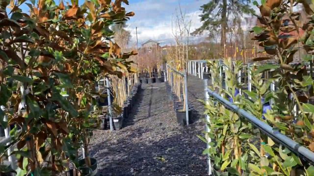Southern Magnolia cultivars at Tony’s Garden Center. смотреть онлайн