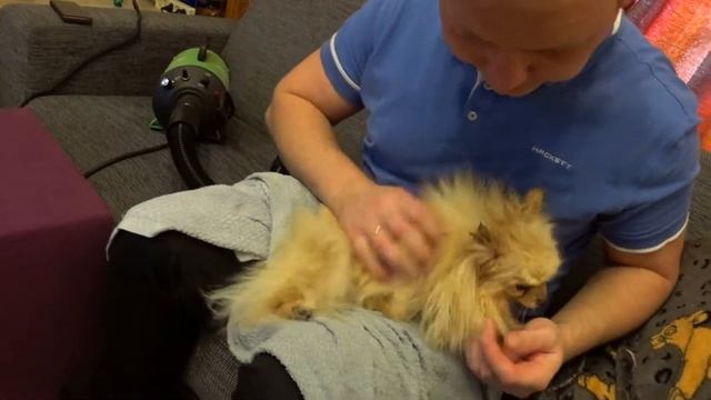 Как сушить шпица? Влог заводчика собак. смотреть онлайн