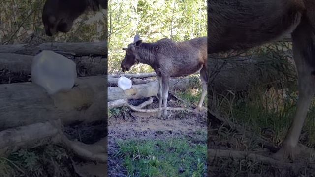 лось в дикой природе.видео с фотоловушки