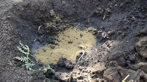 ПОСАДКА ПОМИДОР / ЧТО КЛАСТЬ В ЛУНКИ ПРИ ПОСАДКЕ !!!