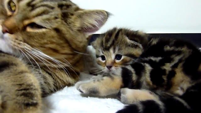 ТОП подборка с забавными  котами , кошками , котиками, котэ и котятами | Коты Приколы