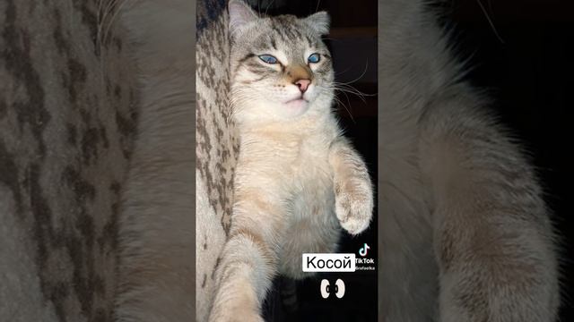 Кошка спит с открытыми глазами смотреть онлайн