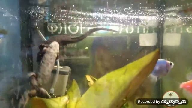 Танго "В джазе только девушки" Танец испанских иглистых тритонов смотреть онлайн