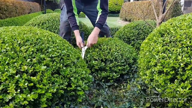 Buxus hedgetrim, boxwood, topiary, hedge, cloud смотреть онлайн