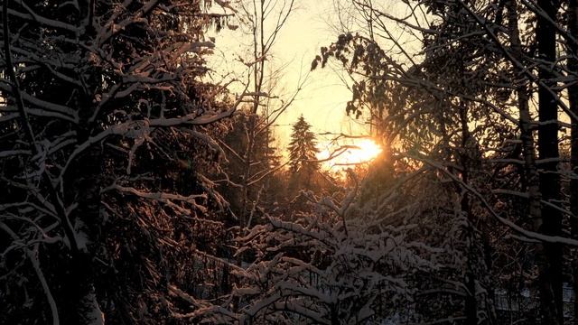 Сиверский, лесопарк, январь...