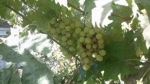 Виноград осенью сорта Бианка, Лидия, Дружба, Русский Конкорд, Восторг