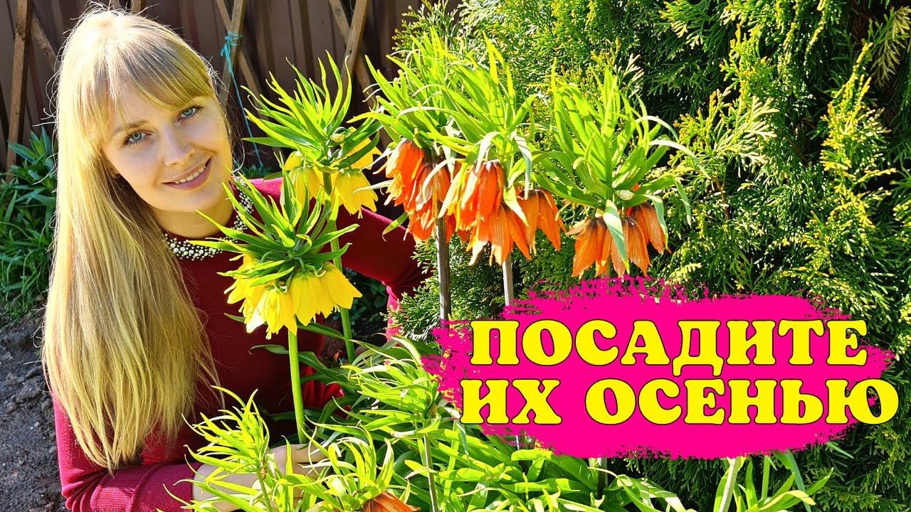 Какие ЦВЕТЫ ПОСАДИТЬ ОСЕНЬЮ? ОБЗОР лучших МНОГОЛЕТНИКОВ