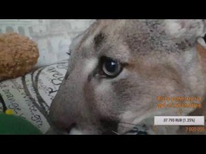 Прямой эфир.