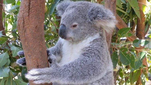 Elsa the Koala sneezes!  The Australian Reptile Park