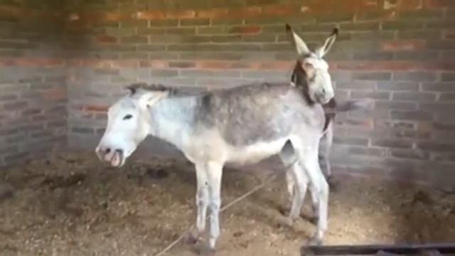 РЖУНИМАГУ! Ослики Спаривание | Funny Video. Donkeys Mating