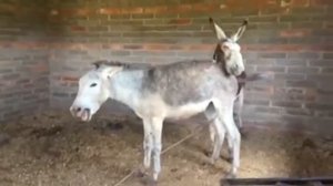 РЖУНИМАГУ! Ослики Спаривание | Funny Video. Donkeys Mating