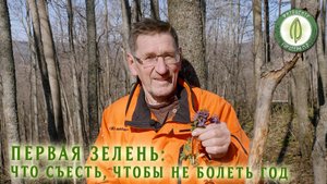 Первоцветы и ранние дикоросы заряжают витаминами