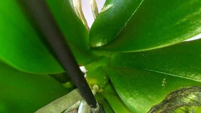 Обзор ОРХИДЕИ ? Ravello ?. Режу листья. Видео не для слабонервных ? смотреть онлайн