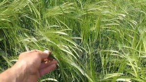 Яровой ячмень сорт Прерия июнь 2020 г.