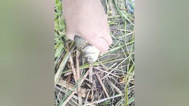 8 июня 2022 г. г.Омск , городской пруд , на 🍞 хлебную корочку. смотреть онлайн