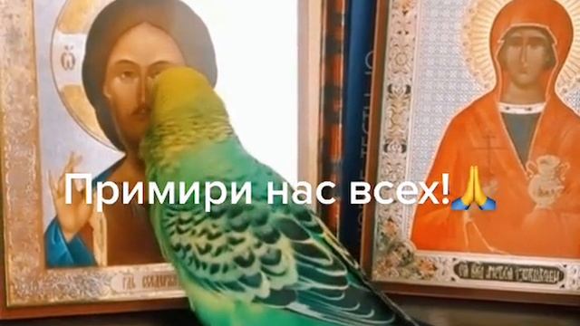 Икона кровоточит. Икона видео. Тинькофф предприниматели видео Господи помилуй. Господи, Спаси церкви Украины.