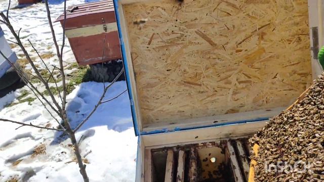 Продажа пчел на высадку в Краснодарском крае! смотреть онлайн