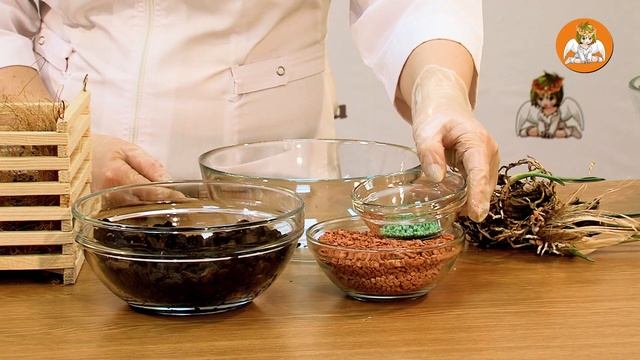 Стангопея (ОРХИДЕЯ БЫК) как укротить ? Пересадкой в корзинку ! смотреть онлайн