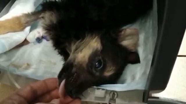 Щенок с остановки борется за жизнь смотреть онлайн