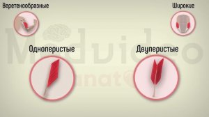 Общая миология. Строение мышц