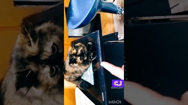 недотрога