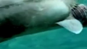 Плащеносная Акула или плащеносец ( лат. Chlamydoselachus anguineus