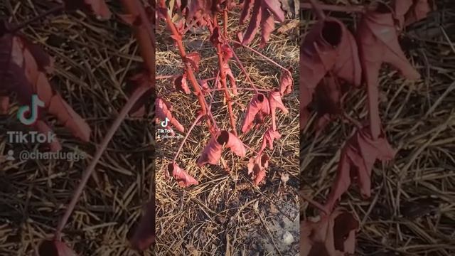 SUPER SIMPLE Cranberry Hibiscus propagation