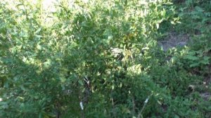 Гранат плоды трещат прививки удались 20