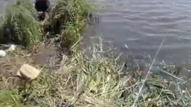 новокалиново