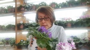 Фиалка не цветет! Почему?