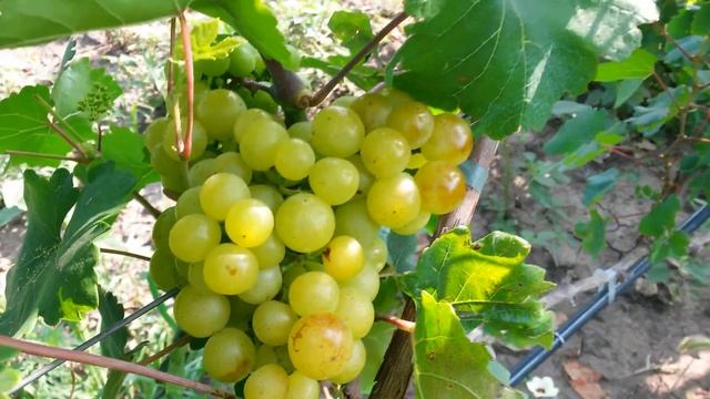 20160802 Виноград Колобок смотреть онлайн