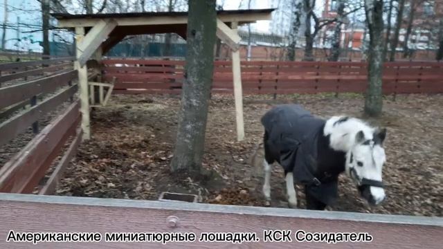 Американские миниатюрные лошадки/КСК Созидатель