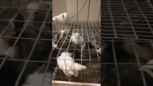 Выводим цыплят из инкубатора