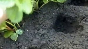 Посадка клубники.Подготовка грядки.Падалица яблок.Советы огородникам.