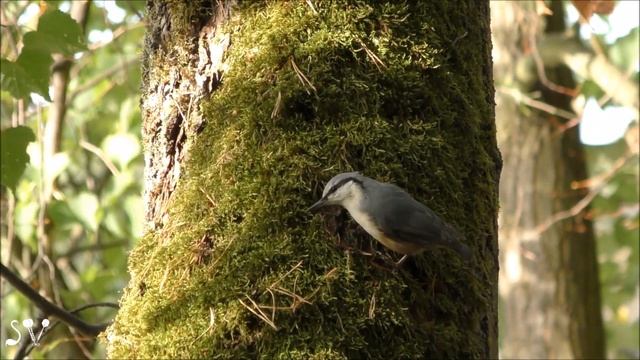 Norway. Sitta europaea / Поползень смотреть онлайн