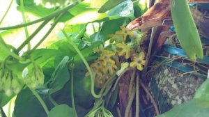 Telosma cordata  2015. Cowslip vine,  Pakalana vine