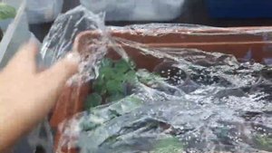 Как растут мои фиалочные новинки. Обзор цветочной за 5 августа.mp4