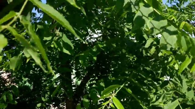 Почему коза чешет шею .Вечером в козовнике .Жизнь в деревне . смотреть онлайн