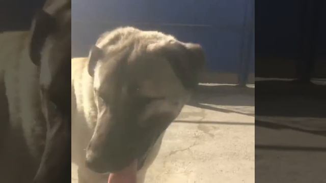 Собака ? века#гампр#волкодав смотреть онлайн