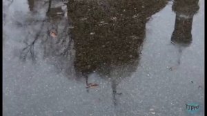 Margarita Vilcane & Ojars Grinbergs [|] Lapas Dzeltenas