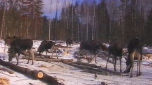 Лось-домашнее животное. Костромская лосеферма. часть1. Зима..