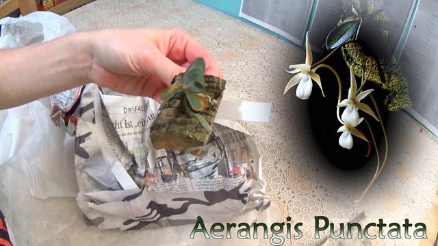 Распаковка орхидей Aerangis Punctata и Dendrophylax Fawcettii №1