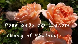 Роза Леди оф Шалот (Lady of Shalott). Северо-Западный регион.