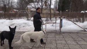 поводок рулетка для крупных собак по акции с Алиэкспресс