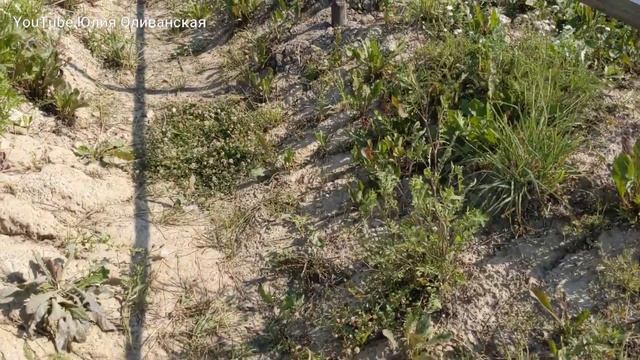 # 17. ЗАБОР СВОИМИ РУКАМИ. Продвинулись еще смотреть онлайн