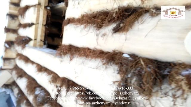 Баня, рубленная в "канадскую" чашу, на мох смотреть онлайн