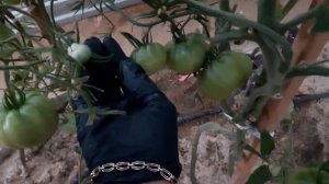 иыаново'как наливаются томаты по сортам