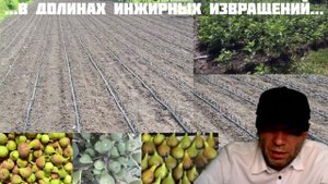 Вся правда об инжире в одной фразе! #инжир #владинжирный