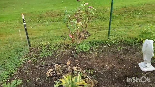 Tomato Harvest & Cutflower GARDEN TOUR | Flower Farm | Cutting Garden | Vegetable Garden смотреть онлайн