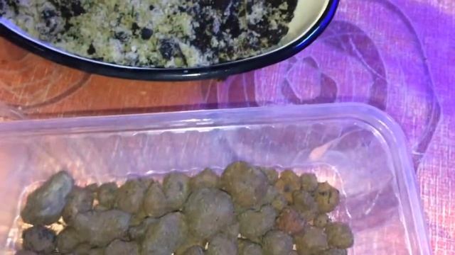 Сажаем экзотику.Кофейные зерна! Семена из Вьетнама смотреть онлайн